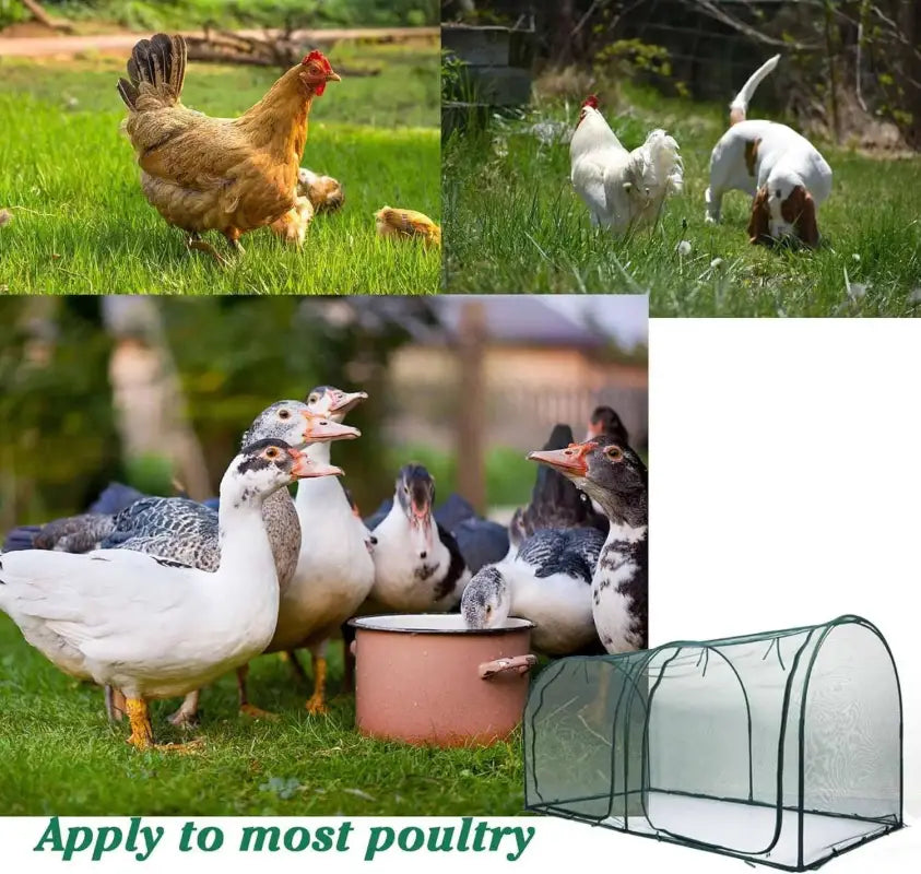 Chicken Run Hen Coop,Walk-in Poultry House,Outdoor Gardening Net,Easy-up Small Animals Enclosure for Protecting Pet and Plant